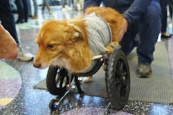 Louie walks with the assistance of a cart UW-Madison students modified for him.
