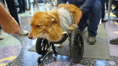 Louie walks with the assistance of a cart UW-Madison students modified for him.