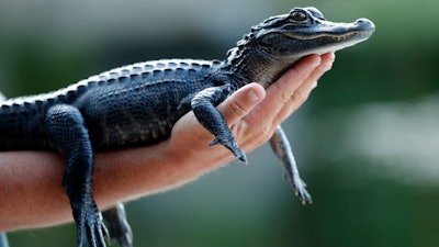 In this Tuesday, Oct. 22, 2019 file photo, a two-year-old alligator is held by a tourist at an airboat ride tour company on the Tamiami Trail just north of Everglades National Park, Fla. Louisiana is suing California over the state's decision to ban the import and sale of alligator products, saying the ban will hurt an important state industry and ultimately could hurt the state's wetlands. In a lawsuit filed Thursday, Dec. 12, 2019, Louisiana said the economy surrounding alligators has played a key role in bringing back the American alligator population and is an important factor in protection wetlands and other species besides alligators that depend on the wetlands.