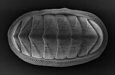 The chiton mollusk, which is about 1 to 2 inches long, has a series of eight large plates and is ringed by a girdle of smaller, more flexible scales. The mollusk is the inspiration behind a 3D printed armor.