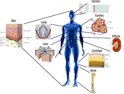 Bioprinting of potential tissue-engineered constructs.