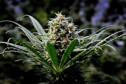 This May 24, 2018, file photo shows a marijuana plant in Oregon. In a new ruling, the Oregon Liquor Control Commission, which regulates both alcoholic products and recreational marijuana, says beer and other alcoholic drinks as of Jan. 1, 2020. may not contain either THC, the psychoactive component of cannabis, or CBD, the non-psychoactive part that is said to relieve stress and pain.