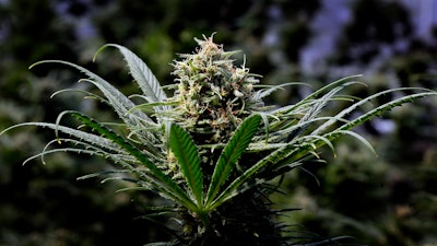 This May 24, 2018, file photo shows a marijuana plant in Oregon. In a new ruling, the Oregon Liquor Control Commission, which regulates both alcoholic products and recreational marijuana, says beer and other alcoholic drinks as of Jan. 1, 2020. may not contain either THC, the psychoactive component of cannabis, or CBD, the non-psychoactive part that is said to relieve stress and pain.