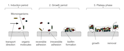 Figure B: The diagram above shows the progression of bacterial growth on the surface of production equipment, most often in low flow or uneven surface areas.