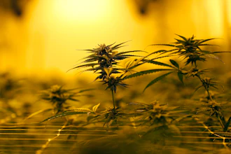 In this Aug. 6, 2019, file photo marijuana plants growing under special grow lights, at GB Sciences Louisiana, in Baton Rouge, La. When it comes to investing in cannabis stocks, the marijuana bud's faded bloom has shown few signs of returning this year. Cannabis stocks have had a harsh comedown as investors' enthusiasm about the prospects for strong growth and blockbuster company mergers has dimmed.