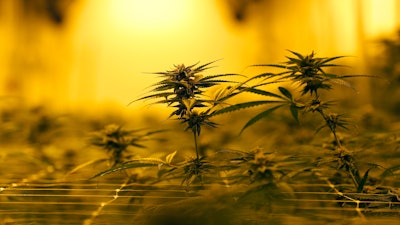 In this Aug. 6, 2019, file photo marijuana plants growing under special grow lights, at GB Sciences Louisiana, in Baton Rouge, La. When it comes to investing in cannabis stocks, the marijuana bud's faded bloom has shown few signs of returning this year. Cannabis stocks have had a harsh comedown as investors' enthusiasm about the prospects for strong growth and blockbuster company mergers has dimmed.