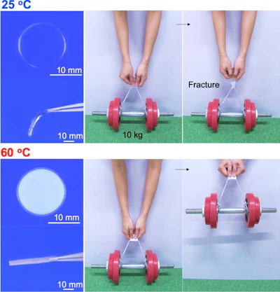 The gel is soft and transparent at 25°C and cannot support a 10 kg weight (top panels) but it quickly becomes rigid and opaque when heated to 60°C, becoming strong enough to support the weight (bottom panels).