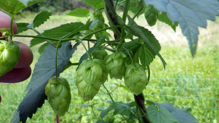 The number of hop farms in a state is related to the number of craft breweries.
