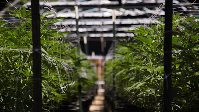 Cannabis Farm