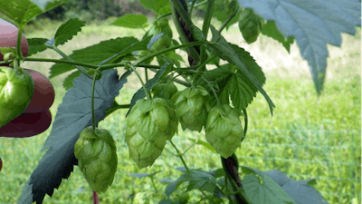 The number of hop farms in a state is related to the number of craft breweries.