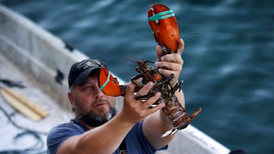 In this Aug. 24, 2019, file photo, a dealer at Cape Porpoise holds a 3 1/2 pound lobster in Kennebunkport, Maine. Members of the US lobster industry are hopeful a thaw in trade relations with China in 2020 could reopen one of the biggest markets in the world.