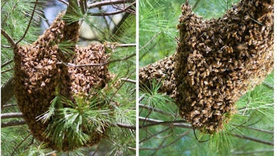 Honeybee swarms adapt to different branch shapes.