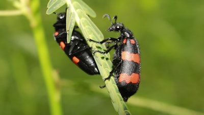 The blister beetle releases a toxin when crushed during harvest.
