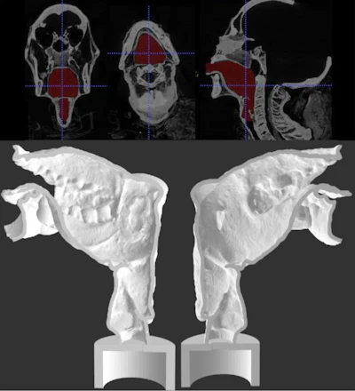 Final segmentation view (upper) and sagittal section of the two halves of 3-D printed Nesyamun’s vocal tract (lower). The lack of tongue muscular bulk and soft palate is clear.