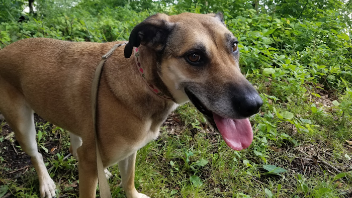 Barley on a walk, Harpers Ferry, Iowa, July 2019.