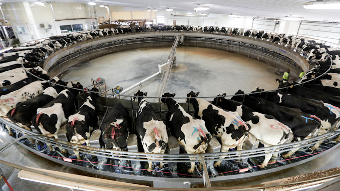 In this Dec. 4, 2019, photo cows are milked on a large carousel at the Rosendale Dairy in Pickett, Wis.
