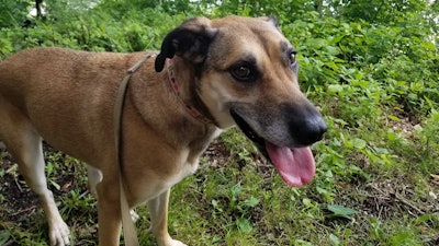 Barley on a walk, Harpers Ferry, Iowa, July 2019.
