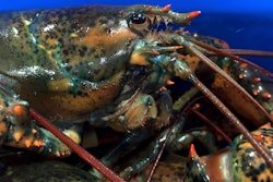 This May 8, 2019, file photo shows a lobster atop others in Arundel, Maine. Maine's congressional delegation announced Tuesday, Feb. 25, 2020, that China is making U.S. lobster eligible for a tariff reduction. Starting the following week, Chinese businesses could apply for a tariff exemption that would let them buy U.S. lobster at a lower price, officials said.