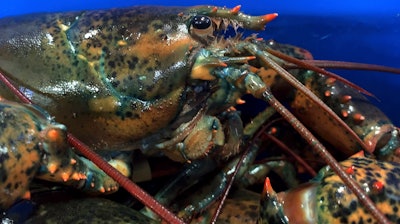 This May 8, 2019, file photo shows a lobster atop others in Arundel, Maine. Maine's congressional delegation announced Tuesday, Feb. 25, 2020, that China is making U.S. lobster eligible for a tariff reduction. Starting the following week, Chinese businesses could apply for a tariff exemption that would let them buy U.S. lobster at a lower price, officials said.