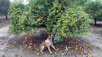 In this February 2017 photo provided by the United States Department of Agriculture, detector canine 'Szaboles' works in a citrus orchard in California searching for citrus greening disease, a bacteria that is spread by a tiny insect that feeds on citrus trees.