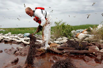In this June 4, 2010, file photo, a worker picks up blobs of oil with absorbent snare on Queen Bess Island at the mouth of Barataria Bay near the Gulf of Mexico in Plaquemines Parish, La.
