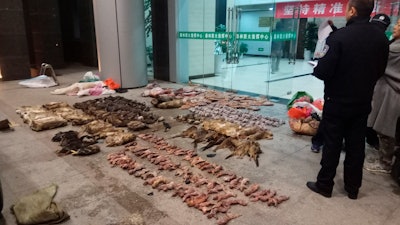 In this Jan. 9, 2020, file photo provided by the Anti-Poaching Special Squad, police look at items seized from store suspected of trafficking wildlife in Guangde city in central China's Anhui Province. As China enforces a temporary ban on the wildlife trade to contain the outbreak of a new virus, many are calling for a more permanent solution before disaster strikes again.