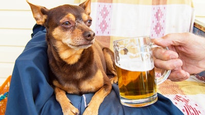Dog Beer Istock 5e398d1533c96