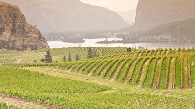 When wine grapes absorb compounds from smoke, the grapes react by coating the compounds in sugar using their enzymes.