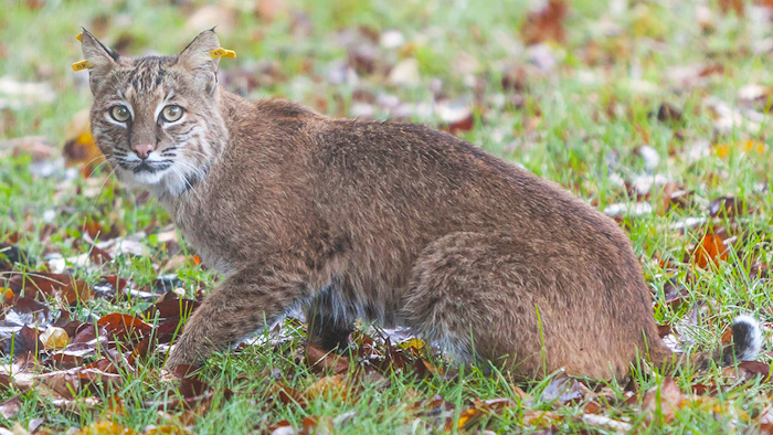 Bobcat Doty