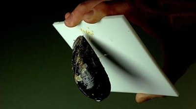 A mussel holds onto a Teflon sheet by a tiny strand.