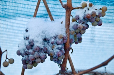 In this Dec. 18, 2009 file photo snow covered grapes hang in a vineyard near Freyburg, Germany. A warm winter means that for the first time Germany's vineyards will produce no ice wine _ a prized vintage made from grapes that have been left to freeze on the vine. The German Wine Institute said Sunday that none of the wine regions that make ice wine saw the necessary low temperature of minus 7 degrees Celsius, or 19 degress Fahrenheit.