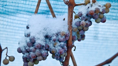 In this Dec. 18, 2009 file photo snow covered grapes hang in a vineyard near Freyburg, Germany. A warm winter means that for the first time Germany's vineyards will produce no ice wine _ a prized vintage made from grapes that have been left to freeze on the vine. The German Wine Institute said Sunday that none of the wine regions that make ice wine saw the necessary low temperature of minus 7 degrees Celsius, or 19 degress Fahrenheit.