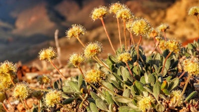 This June 1, 2019, file photo provided by the Center for Biological Diversity, shows the rare desert wildflower Tiehm's buckwheat in the Silver Peak Range about 120 miles southeast of Reno, Nev. An Australian mining company says its pursuit of a huge lithium deposit in Nevada is critical to accelerating the manufacture of electric vehicles and reducing greenhouse gases. Opponents argue the mine can't be built without causing the extinction of the only native population of the rare desert wildflower known to exist in the world.