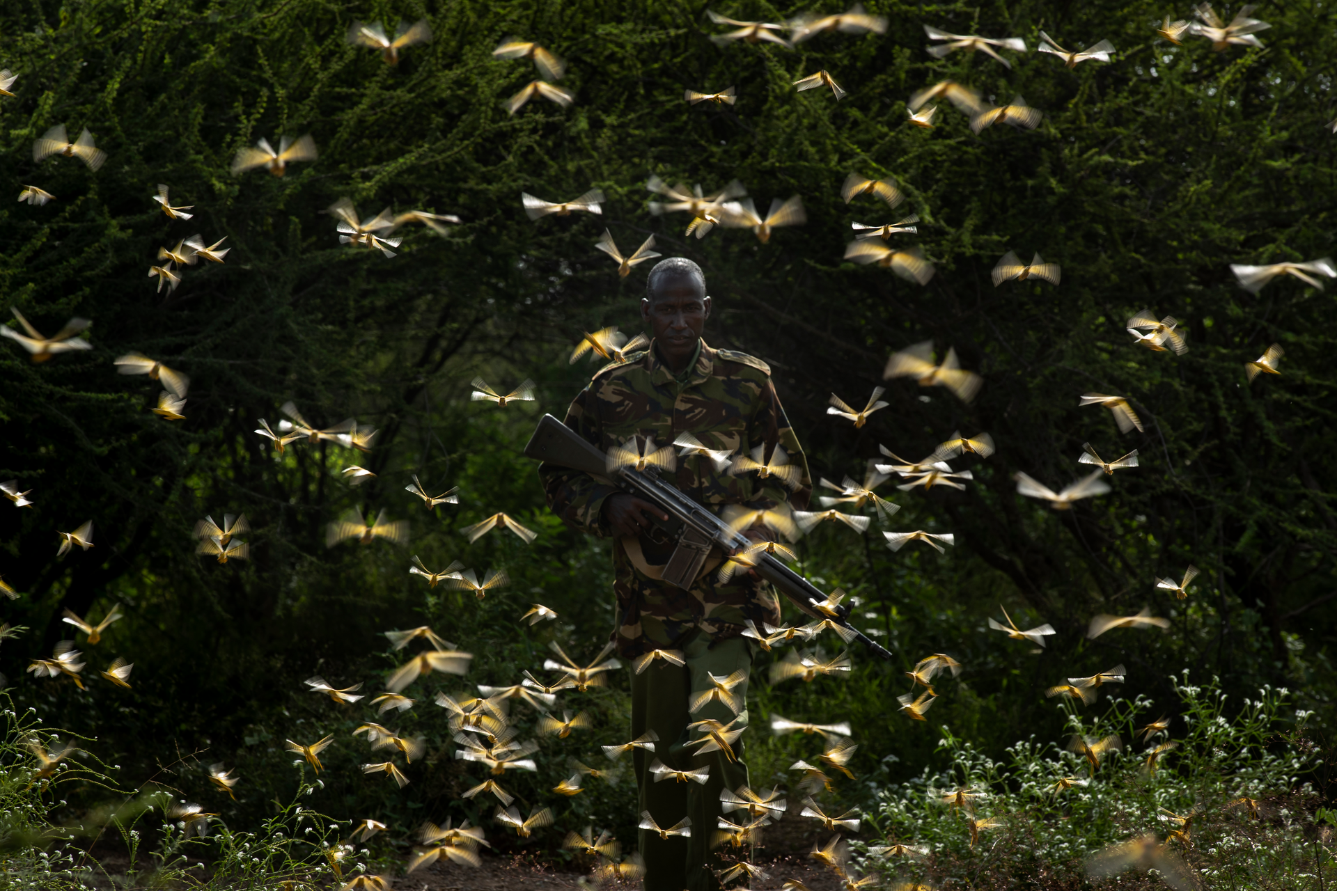 In this Saturday, Feb. 1, 2020 file photo, ranger Gabriel Lesoipa is surrounded by desert locusts as he and a ground team relay the coordinates of the swarm to a plane spraying pesticides, in Nasuulu Conservancy, northern Kenya.