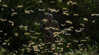 In this Saturday, Feb. 1, 2020 file photo, ranger Gabriel Lesoipa is surrounded by desert locusts as he and a ground team relay the coordinates of the swarm to a plane spraying pesticides, in Nasuulu Conservancy, northern Kenya.