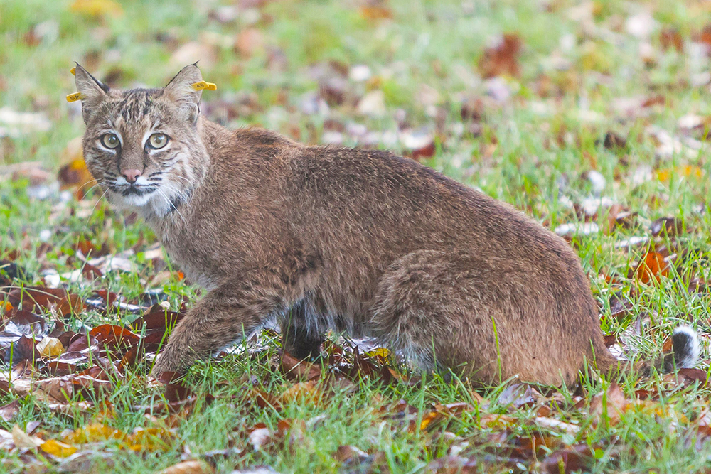 Bobcat Doty