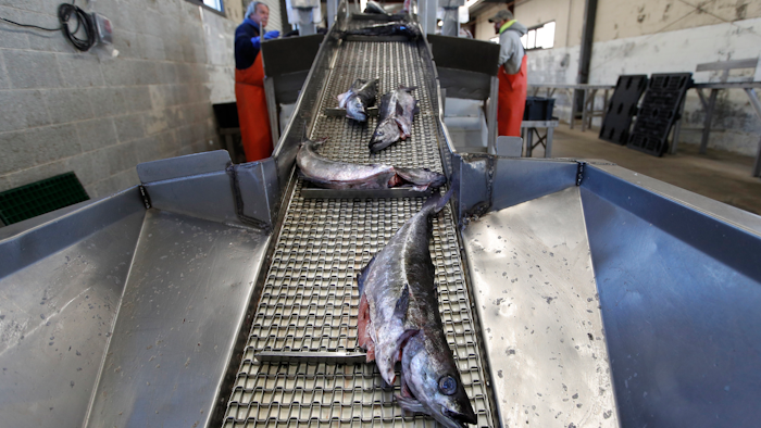 In this Wednesday, March 25, 2020, pollack moves up a conveyor belt to be sorted for auction at the Portland Fish Exchange in Portland, Maine.