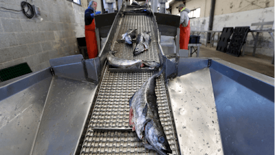 In this Wednesday, March 25, 2020, pollack moves up a conveyor belt to be sorted for auction at the Portland Fish Exchange in Portland, Maine.