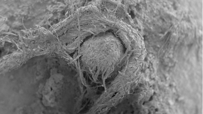 This electron microscope image provided by Marie-Helene Moncel in April 2020 shows part of a Neanderthal cord from Abri du Maras, France. The The specimen is a quarter-inch-long, made of 3 bundles of tree-bark fibers twisted together, with an age of some 40,000 to 50,000 years.