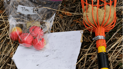 In this Oct. 28, 2019, photo, apples collected by amateur botanist David Benscoter, of the Lost Apple Project, rest next to his field notes and an apple picking pole in an orchard at a remote homestead near Pullman, Wash.