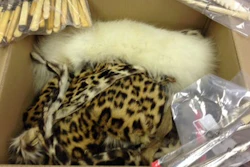 Smuggled leopard skin and ivory seized at New Orleans International Airport, Feb. 17, 2017.