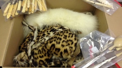 Smuggled leopard skin and ivory seized at New Orleans International Airport, Feb. 17, 2017.