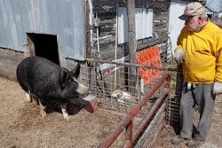 In this Friday, April 17 photo, Chris Petersen looks at a Berkshire hog in a pen on his farm near Clear Lake, IA. COVID-19 has created problems for all meat producers, but pork farmers have been hit especially hard.