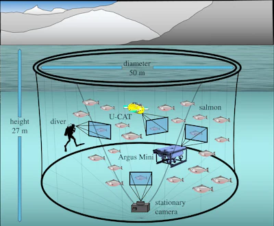 Illustration of the salmon farm sea cage test environment (not to scale). The stationary camera in the sea cage was used to analyse fish's tailbeat frequency and distance as the dependent parameter in the presence of the human diver, the flipper-propelled U-CAT and the thruster-driven Argus Mini. In addition, the tailbeat frequency was assessed using GoPro3 cameras mounted on the human diver as well as the U-CAT and Argus Mini underwater robots.
