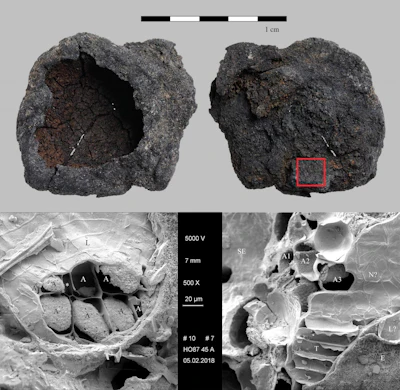 The bowl-shaped charred cereal product ('brei mit napfförmiger oberfläche') from Hornstaad--Hörnle IA. Find no. Ho 45/43-28. Top: light micrograph (red square: location of SEM subsample), bottom: SEM images. Left: patch of regularly arranged aleurone cells (A) with a conspicuous intercellular space (*) in between. L... longitudinal cells, right: fracture through the outer caryopsis layers, the multiple aleurone layers (A1 -A3) identify the material as cultivated barley (Hordeum vulgare) as do the thin-walled transverse cells (T). SE... starchy endosperm (fused remains), N? ... probably nucellus tissue, L?... probably longitudinal cells, E... epidermis (abraded).. Images: ÖAW-ÖAI / N. Gail (light micrograph), A. G. Heiss (SEM)