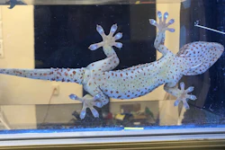 Taking advantage of a phenomenon called frustrated total internal reflection, the researchers were able tell which parts of the toe pad (bright spots) were in contact with the surface and supporting the gecko's weight.
