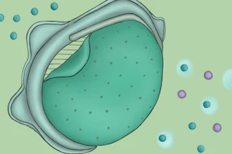 A replaceable nanoporous membrane, illustrated above, attached to an N95 mask filters out particles the size of SARS-CoV-2 (purple circles), allowing only clean air (blue circles) through.