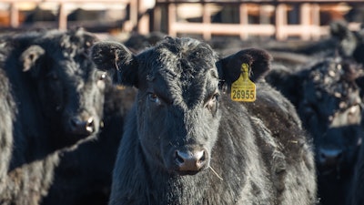 Beefcattle