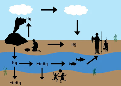 When artisanal gold miners burn mercury, it is released into the atmosphere and can end up on land or in water. Mining tailings (solid waste) also deposit mercury onto land or into water. Microbes in the environment can convert mercury into methylmercury, which can be taken up by living organisms, including fish and people.