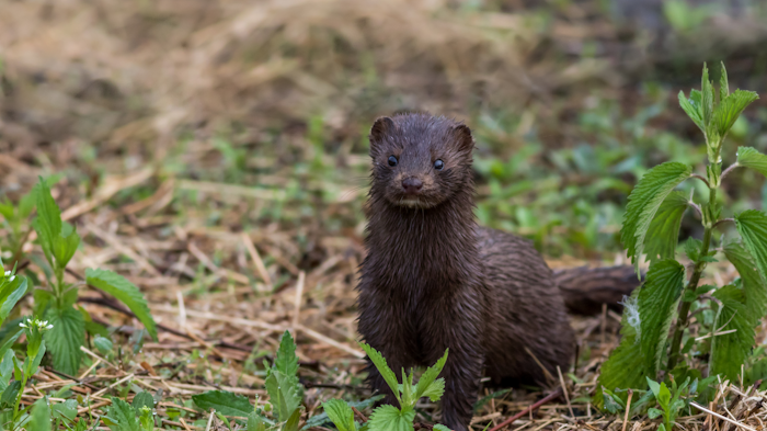 Wis Mink Industry Warned Of Outbreak Industrial Equipment News Ien